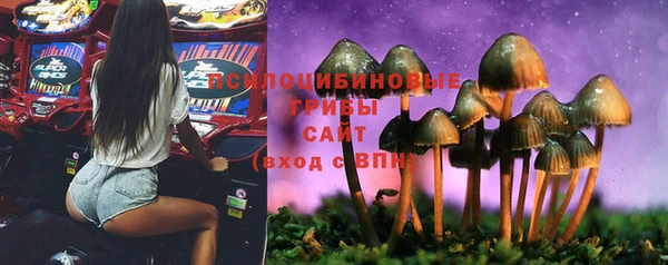 шишки Абаза